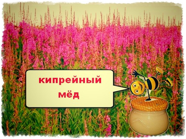 КИПРЕЙНЫЙ (Иван-Чай), мед пчелиный натуральный, 200 гр